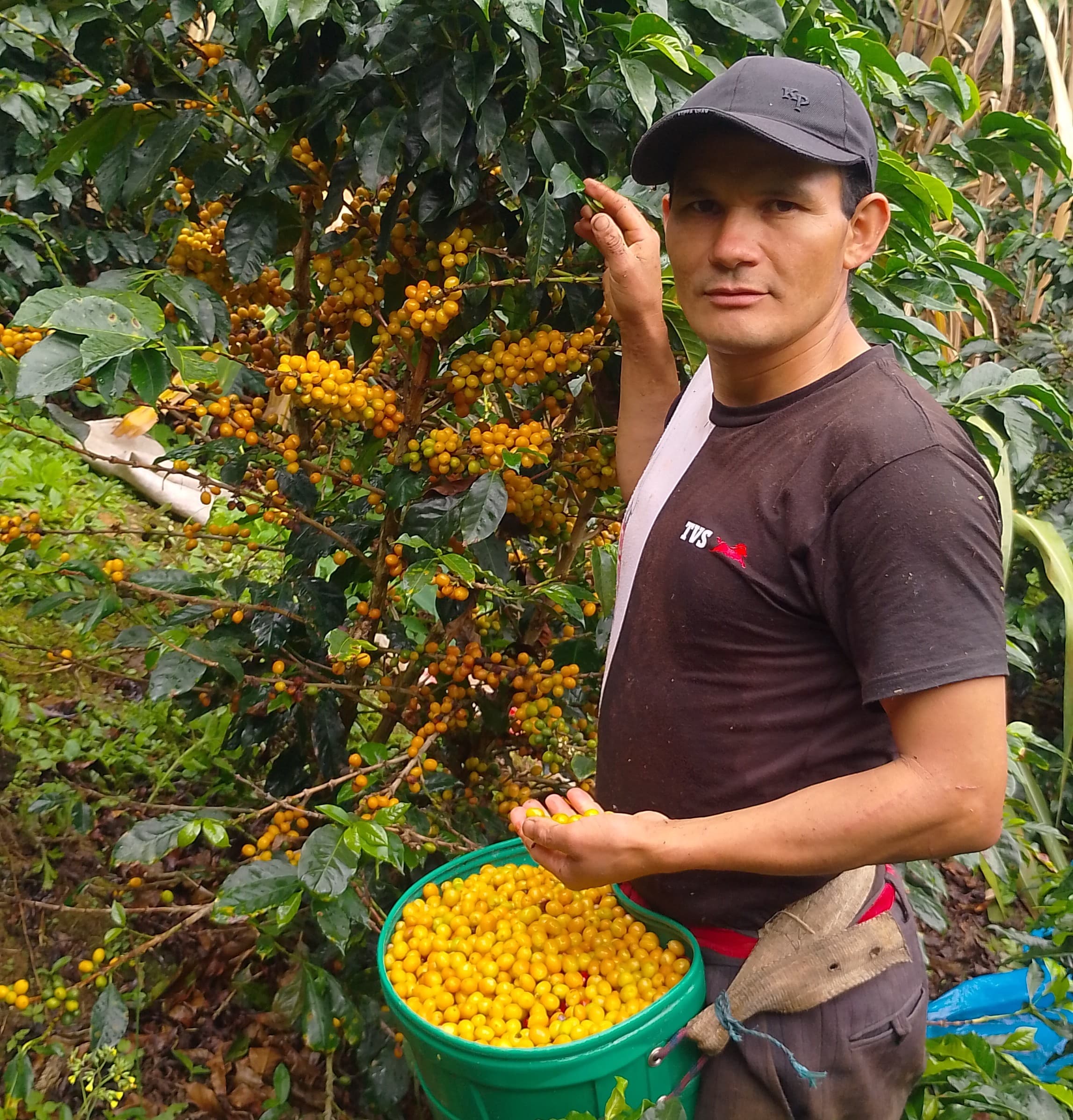 Henrry Rojas Estela, productor de café de San José de la Alianza - Jaén
